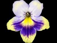 (image for) Streptocarpus - Morning Magic